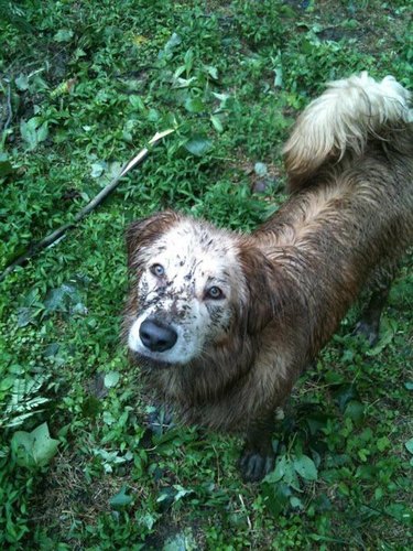 A muddy dog is standing in the grass and looking up at the camera.