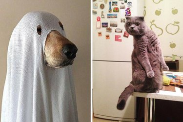 cats who have seen ghosts