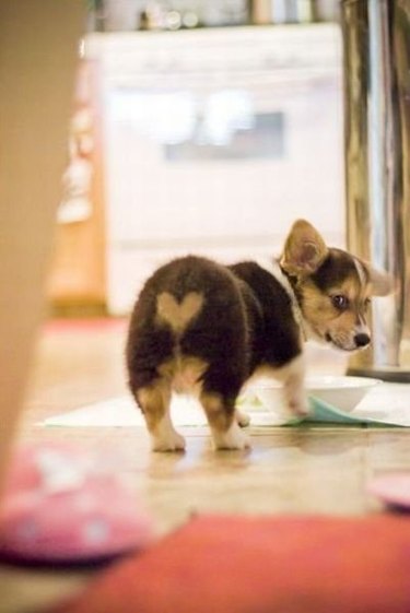 Corgi pup with a heart on his butt