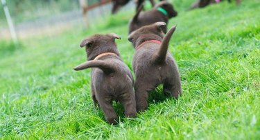 Two puppy butts