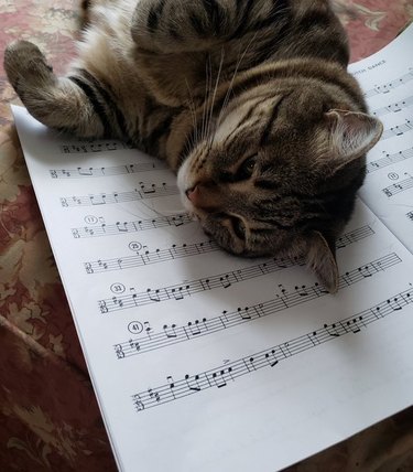 cat falls asleep on sheet music