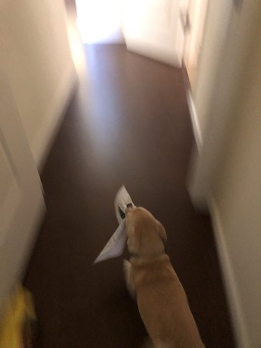 dog steals homework