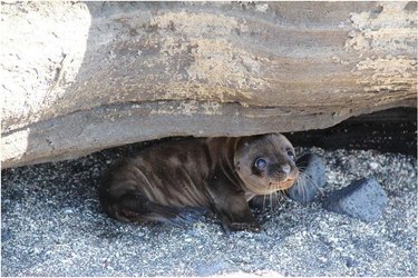 Seal pup hiding under big log.