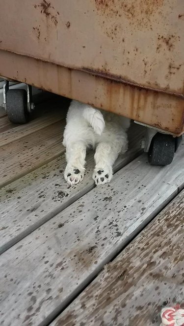 Puppy butt