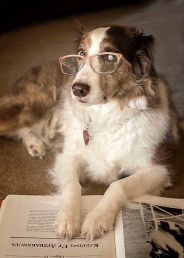 dog in glasses points to footnote