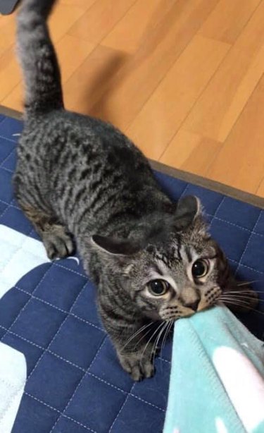 Cat tugging on blanket.