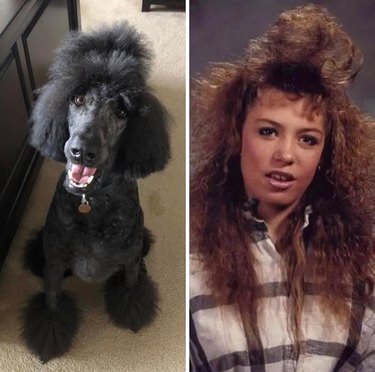 20 dog grooming fails that will make you LOLCRY