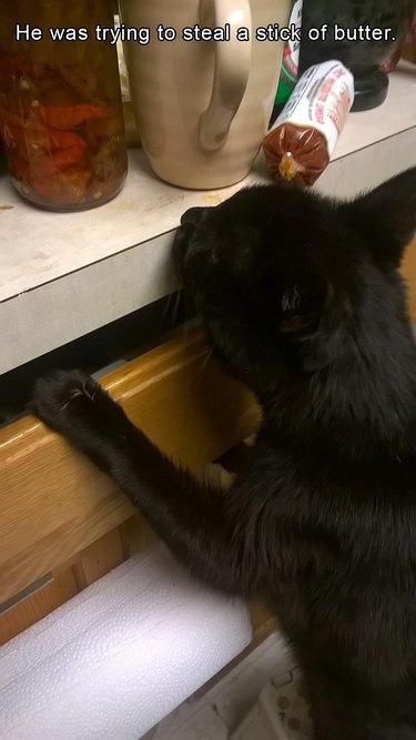Cat trying to steal a stick of butter.