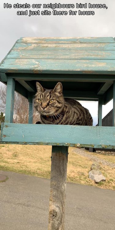 Cat sitting in birdhouse.