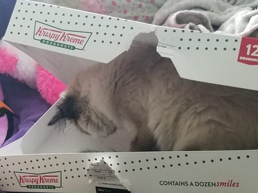 Cat sitting in a doughnut box.