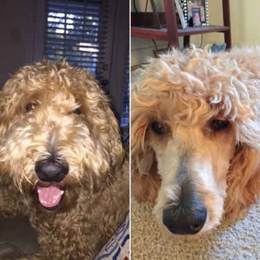 20 dog grooming fails that will make you LOLCRY