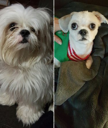 20 dog grooming fails that will make you LOLCRY