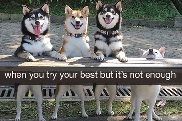 relatable dog memes that are very funny