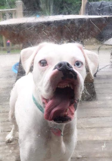 Dog with its open mouth pressed against a window.