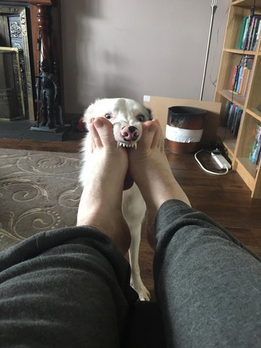 Dog with its teeth on photographer's feet.