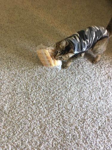 Cat carrying frozen waffles.