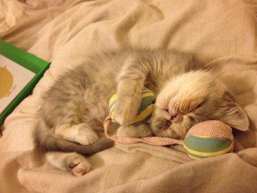 Sleeping kitten