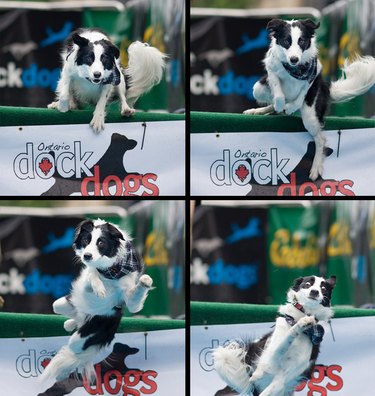 Dog jumping over a hurdle and then falling.