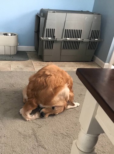 Dog bent in a circle to catch its tail.