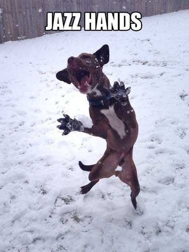 Dog leaping in the air with paws outstretched. Caption: Jazz hands