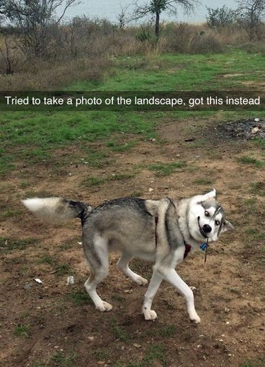 Awkward prancing dog.