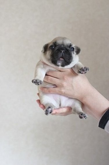 Fat little pug
