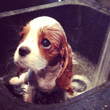 Sad puppy getting a bath
