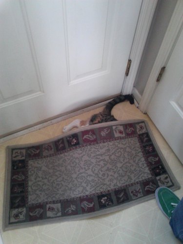 Cat hiding under rug