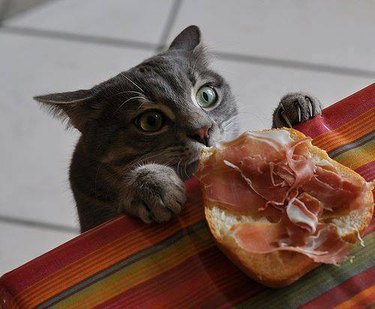 Cat sneaking prosciutto on toast.