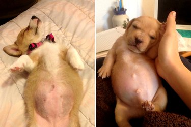 chubby puppies
