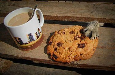 Cat paw stealing a cookie.