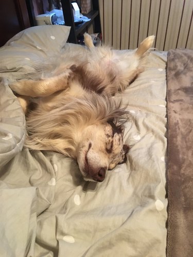 Dog stole bed and is very comfy