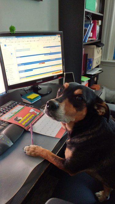 dog not impressed with student's request for extension