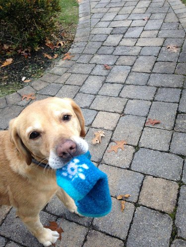 Dog stealing a blue sock and looking at the camera while outdoors.