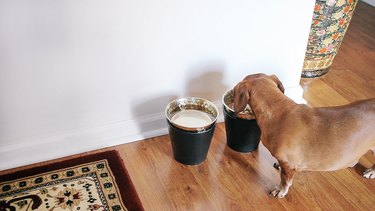 Dog eating from raised bowls