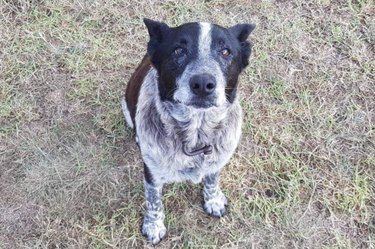 The Best Good Boy Doggo Just Saved a Three-Year-old Boy in Australia