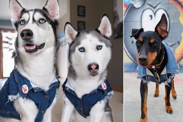 dogs wearing denim pants and jackets