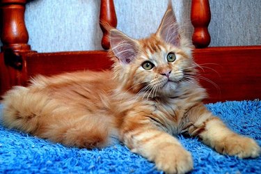 Maine Coon kitten