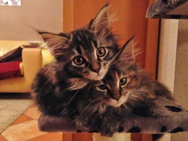 Two cuddly Maine Coon kittens