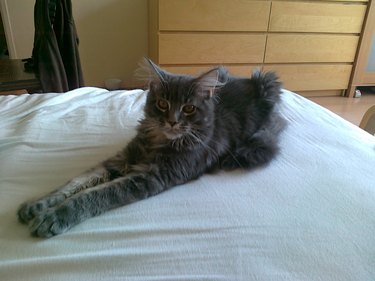 Maine Coon kitten with long legs