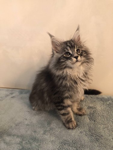 Fluffy Maine Coon kitten