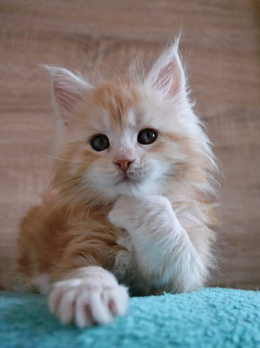 Maine Coon kitten looking contemplative