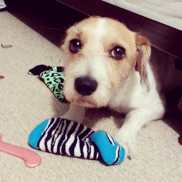 Dog stealing socks