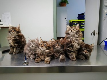 Six Maine Coon kittens in a row