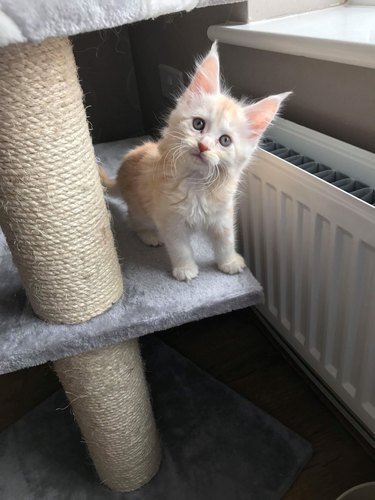 Maine Coon kitten