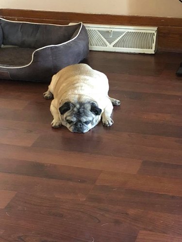 A very tired pug