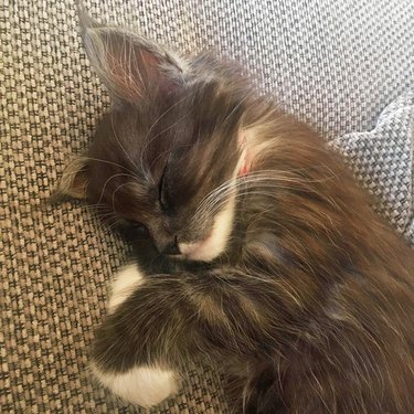 Sleeping Maine Coon kitten