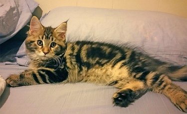 Maine Coon kitten