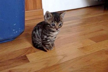 Someone Please Cheer Up These 21 Tubby Kittens And Puppies