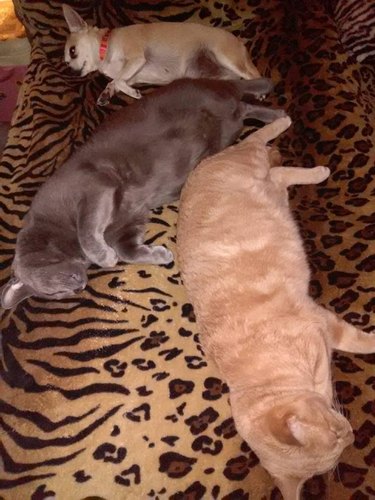 Two cats and a dog asleep! Together!